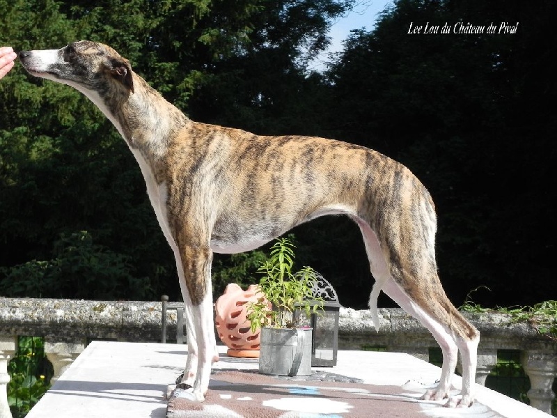 Lee lou du chateau du pival