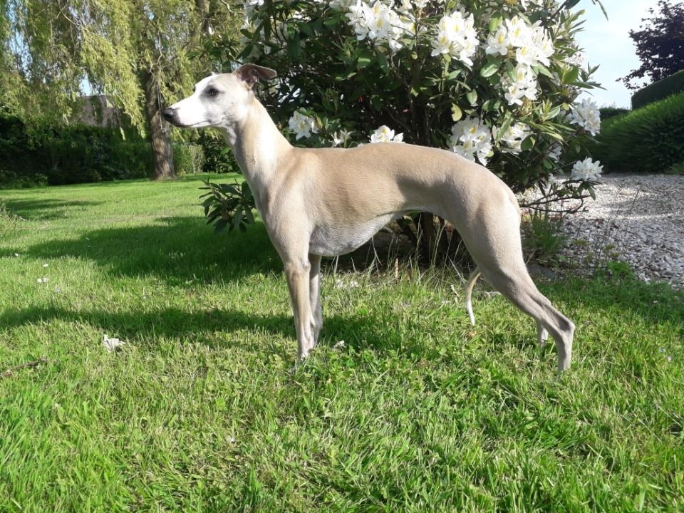 Princesse-philarmonia du chateau du pival