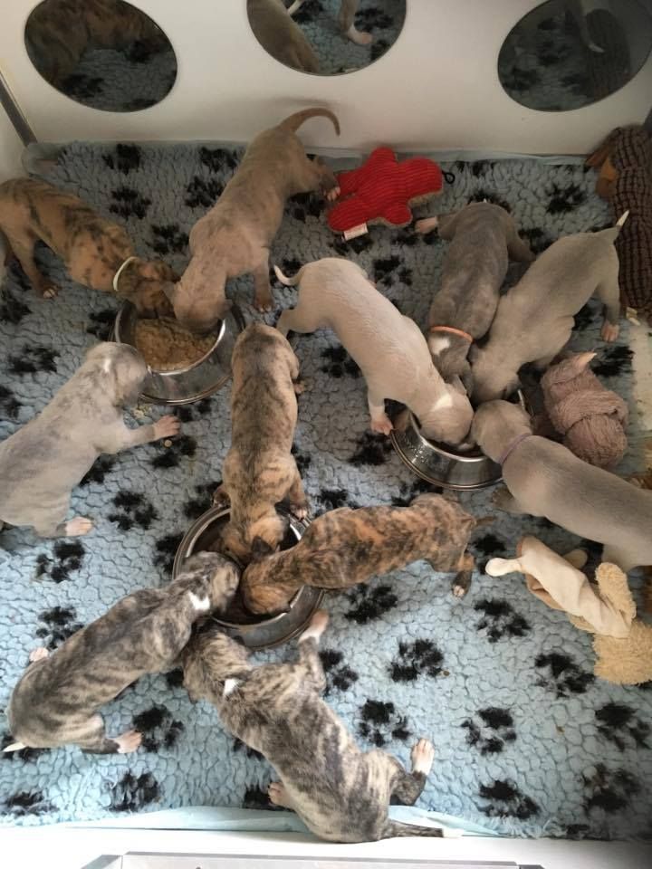 du chateau du pival - Tout les chiots ont une bonne Familles