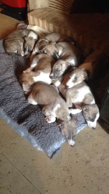 du chateau du pival - reste encore des chiots de Disponible