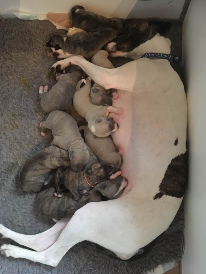 du chateau du pival - Petits whiwhis à 8 jours