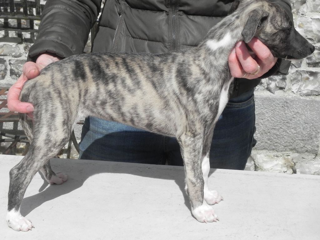 du chateau du pival - chiots disponibles