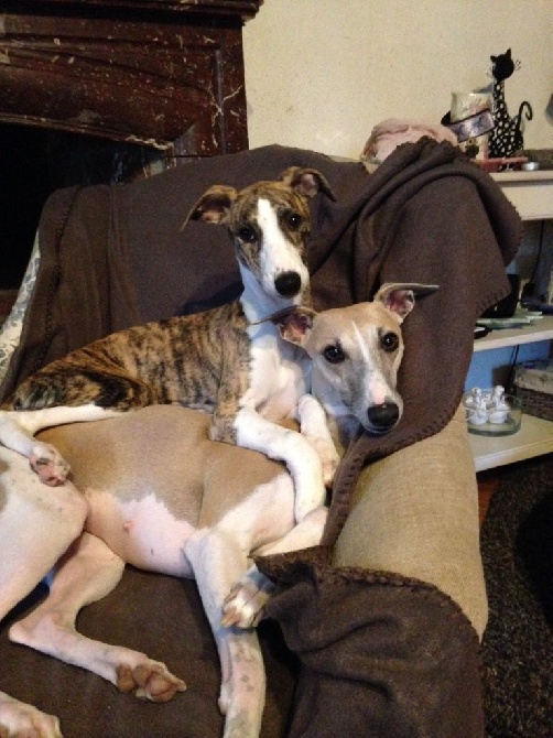 du chateau du pival - Happy-Lola et Lee lou