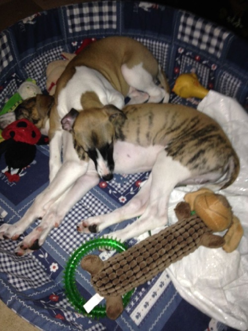 du chateau du pival - chiots de disponible