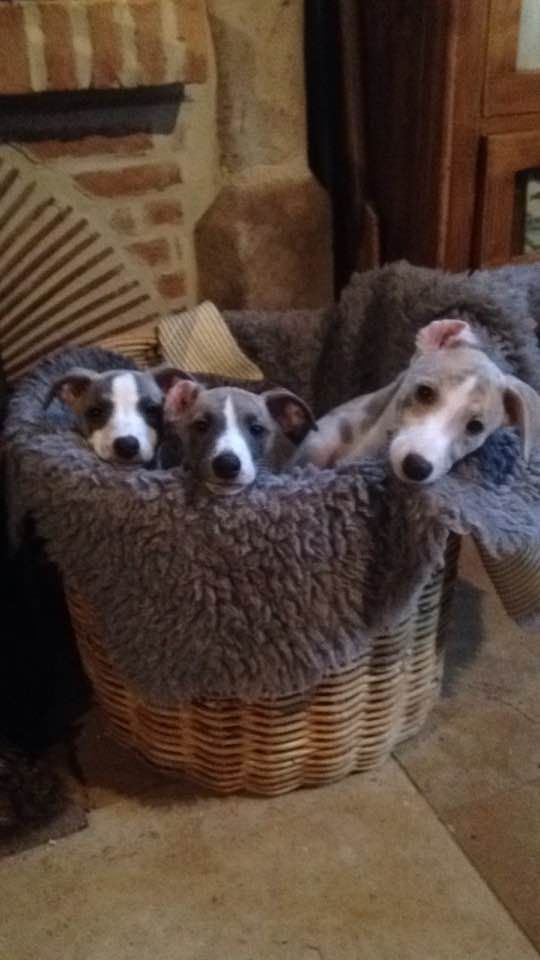 du chateau du pival - Plus de chiots disponible