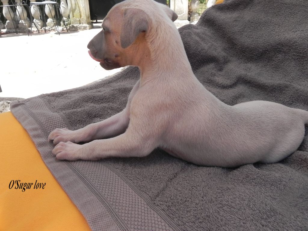 du chateau du pival - Chiots disponibles