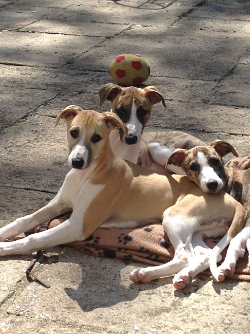 du chateau du pival - chiots de disponibles