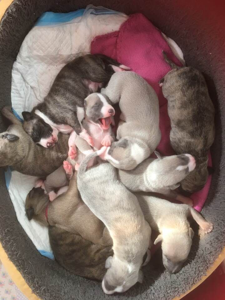 Chiot Whippet du chateau du pival