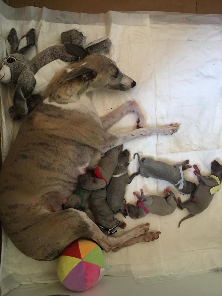 Chiot Whippet du chateau du pival