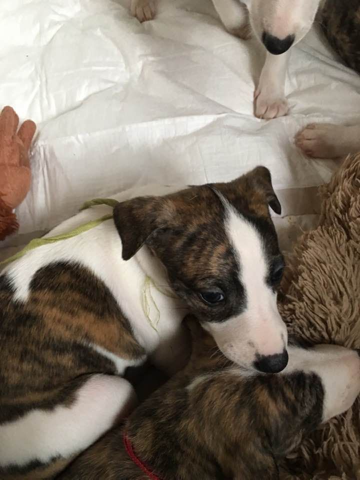 du chateau du pival - Chiots disponibles - Whippet