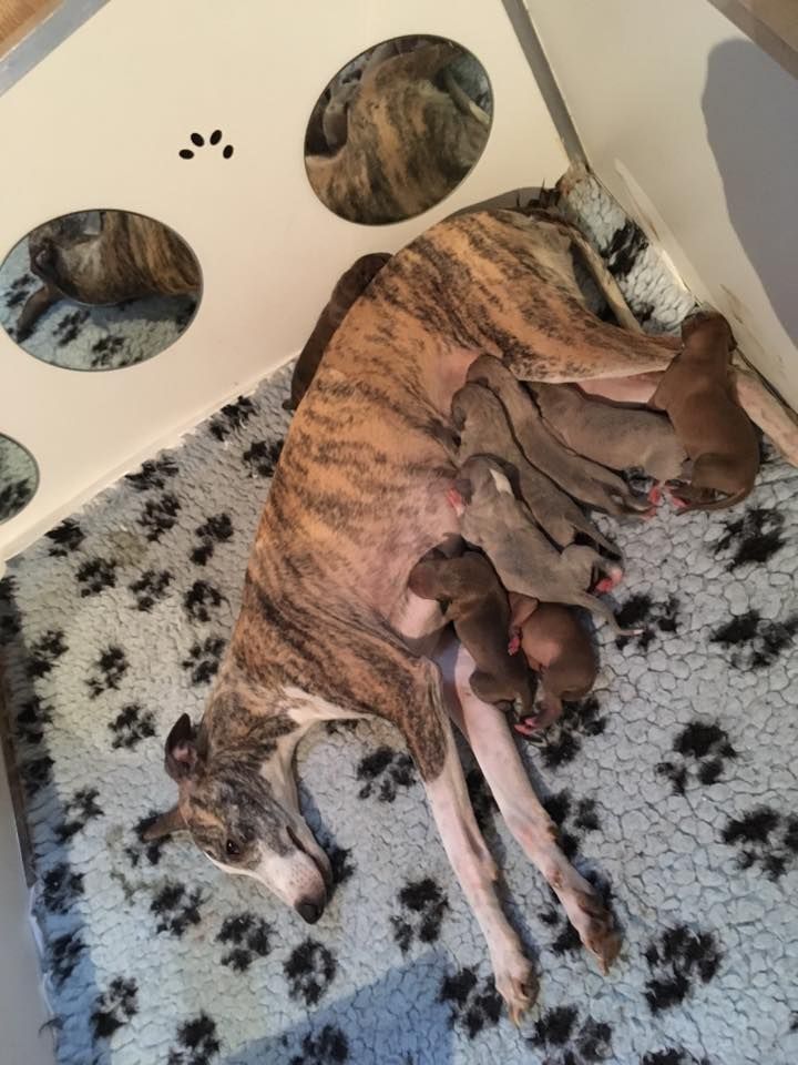 Chiot Whippet du chateau du pival