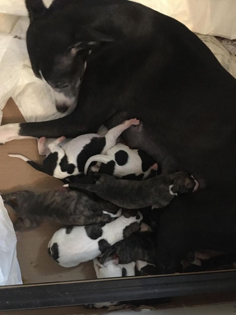 Chiot Whippet du chateau du pival