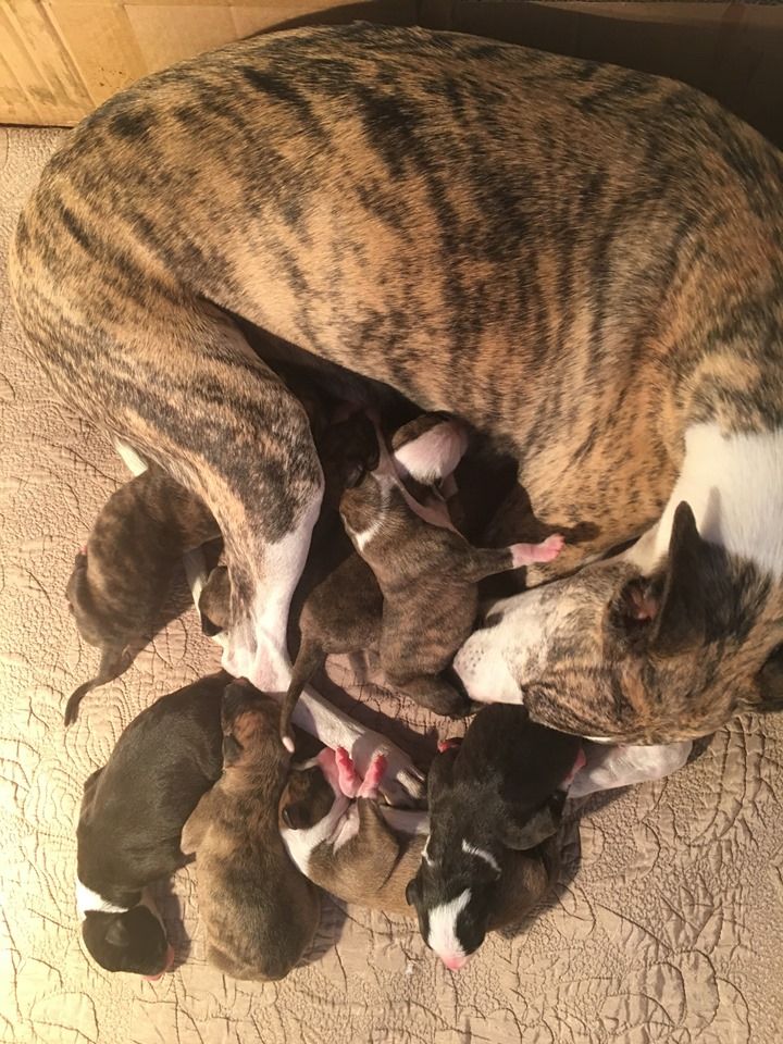 Chiot Whippet du chateau du pival