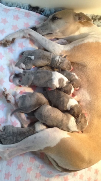 Chiot Whippet du chateau du pival