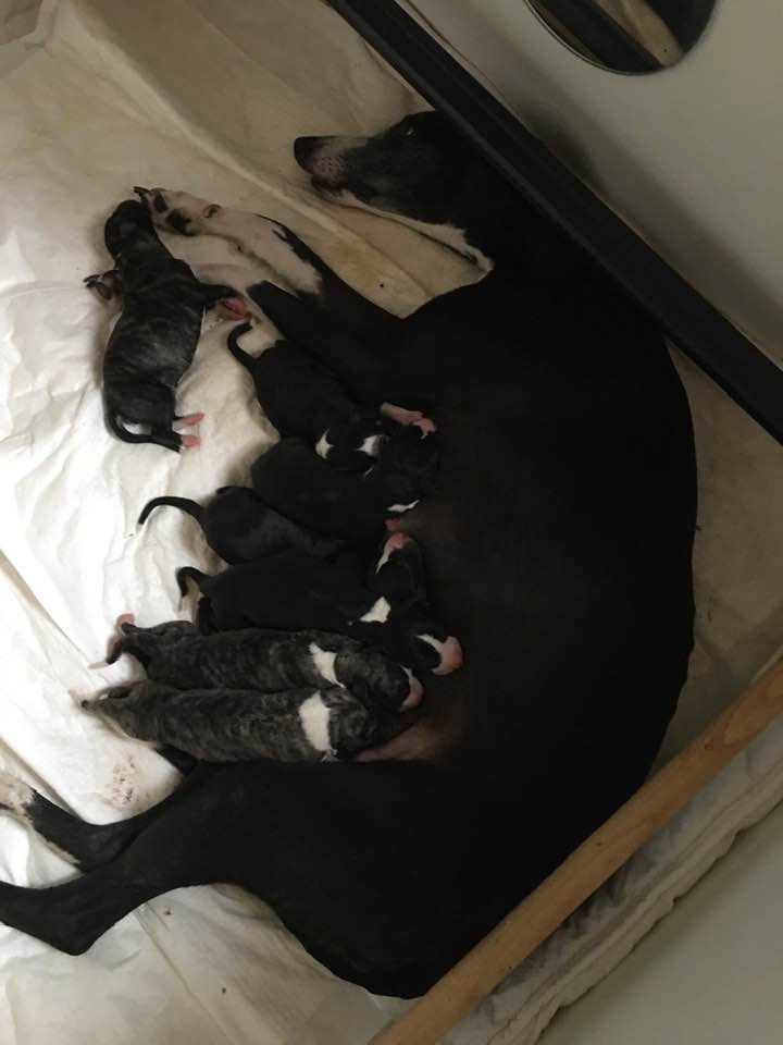 Chiot Whippet du chateau du pival