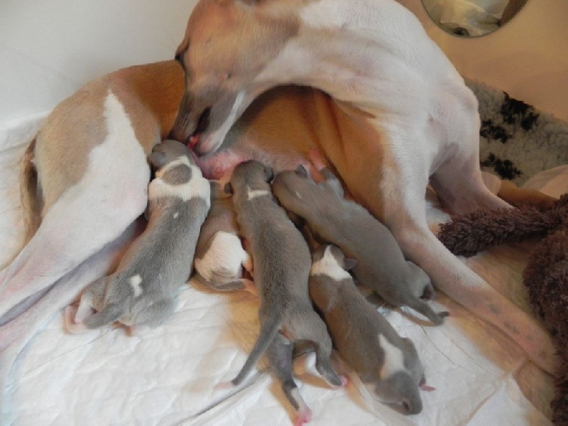 du chateau du pival - Whippet - Portée née le 27/08/2014